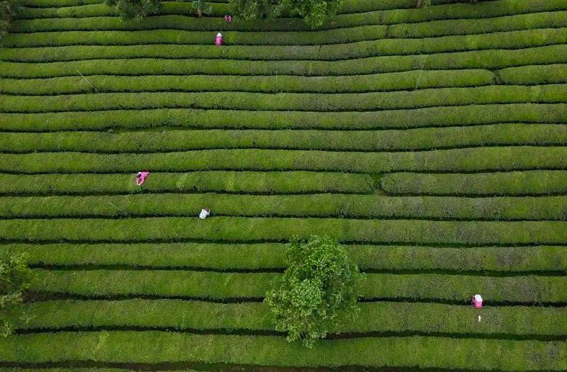 有关于“种风景”的新农人“茶海园丁”：茶园变公园的新闻(1)