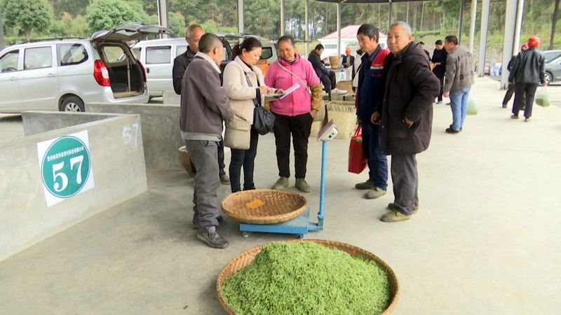 有关于永安镇:明前茶青市场交易旺的相关内容(1)