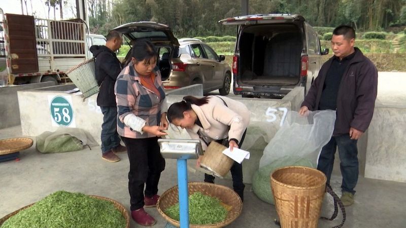 有关于永安镇:明前茶青市场交易旺的相关内容