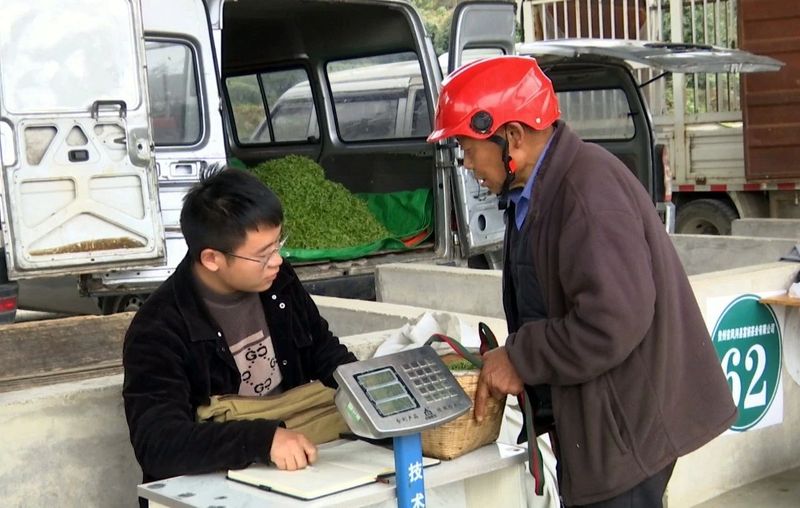 有关于永安镇:明前茶青市场交易旺的相关内容(2)