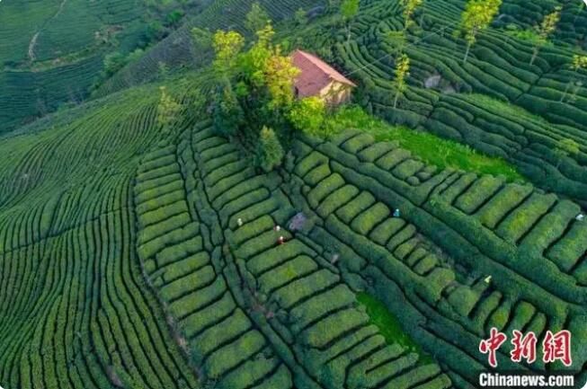 关于陕西汉中持续探索“茶产业+” 助秦巴茶香“飘”向世界的内容(1)