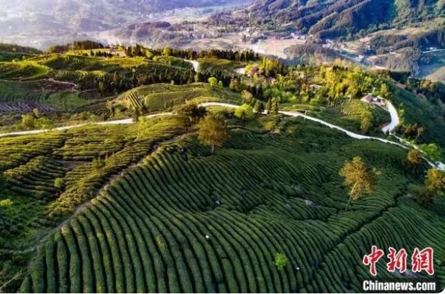 关于陕西汉中持续探索“茶产业+” 助秦巴茶香“飘”向世界的内容(2)