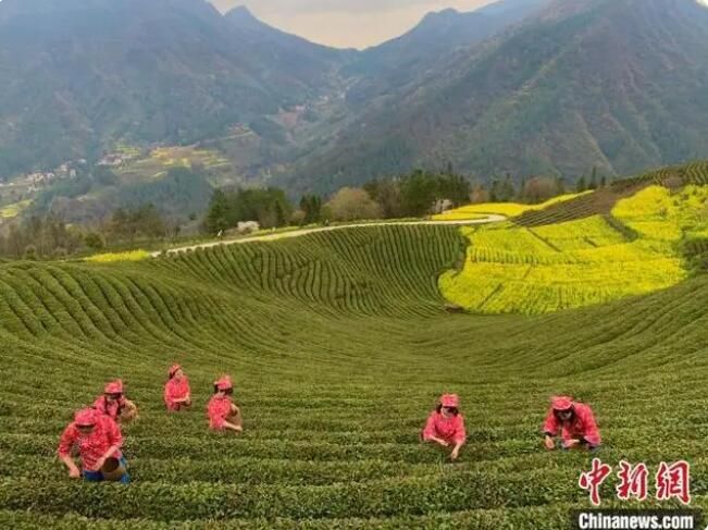 关于陕西汉中持续探索“茶产业+” 助秦巴茶香“飘”向世界的内容(4)