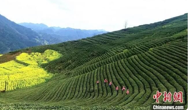 关于陕西汉中持续探索“茶产业+” 助秦巴茶香“飘”向世界的内容(3)