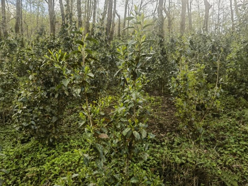 有关于小新街乡：“小茶叶”摘出乡村振兴致富“大路子”的最新消息(2)