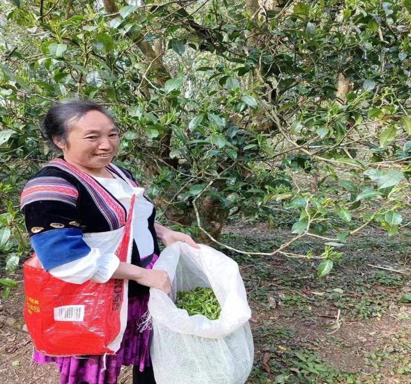 有关于小新街乡：“小茶叶”摘出乡村振兴致富“大路子”的最新消息(1)