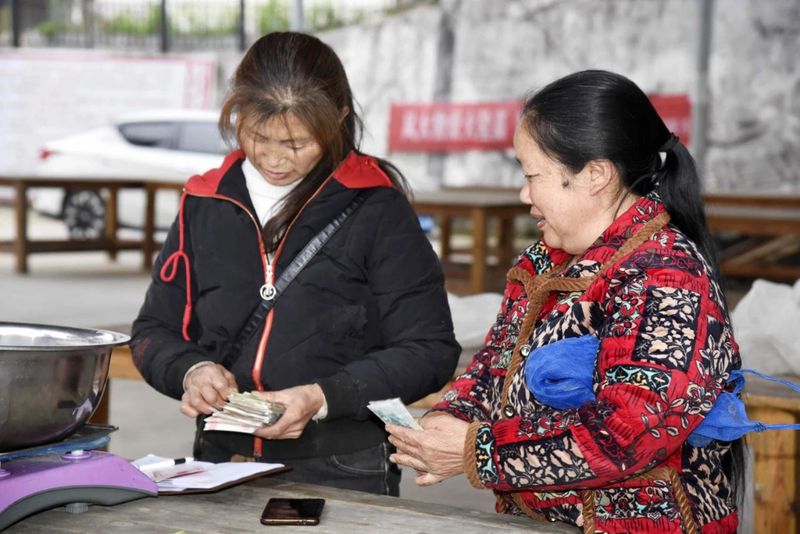 有关于春茶飘香！湄潭茶青交易市场火爆的信息(4)