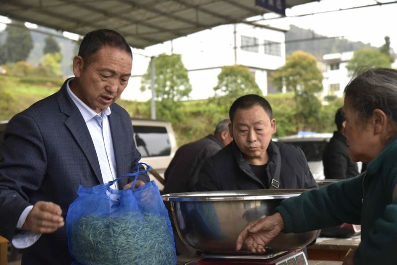 有关于春茶飘香！湄潭茶青交易市场火爆的信息(2)