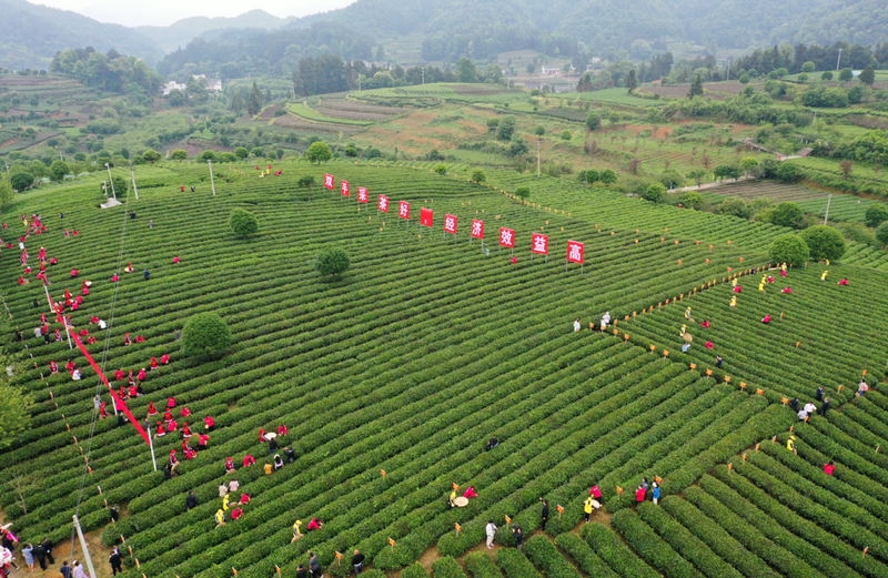 有关于春茶飘香！湄潭茶青交易市场火爆的信息(8)
