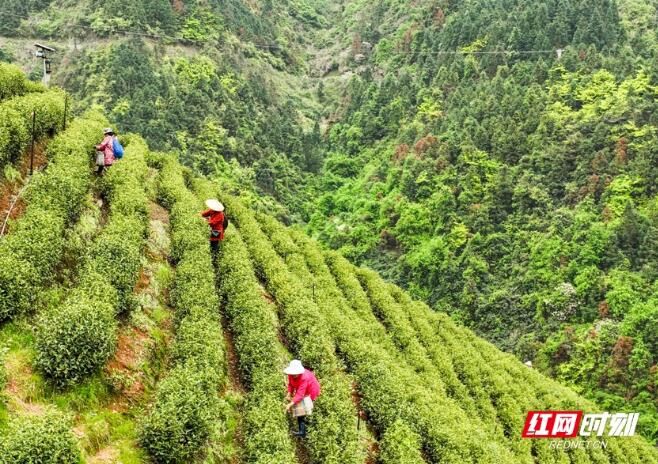 有关于江华：春日黄金茶采摘忙的信息(2)