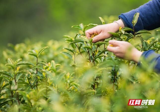 有关于江华：春日黄金茶采摘忙的信息(5)