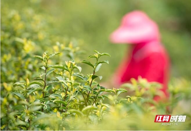 有关于江华：春日黄金茶采摘忙的信息(4)