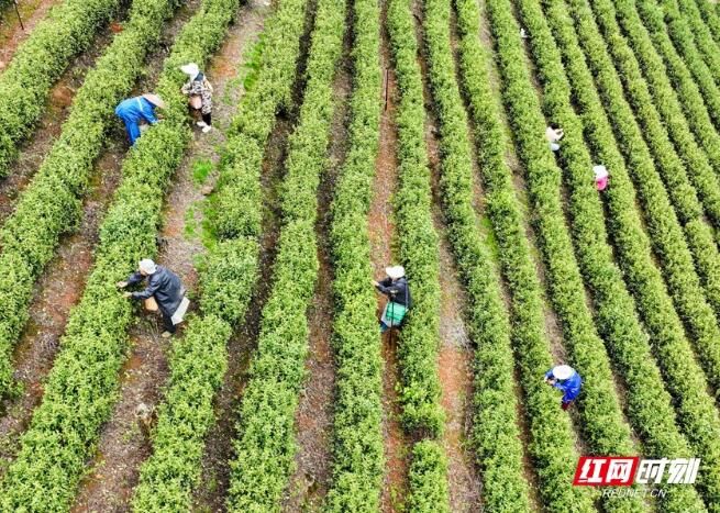 有关于江华：春日黄金茶采摘忙的信息(3)