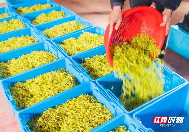 有关于江华：春日黄金茶采摘忙的信息(6)