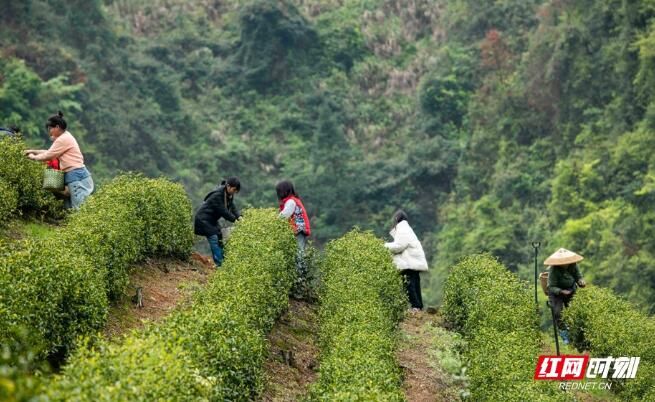 有关于江华：春日黄金茶采摘忙的信息(1)