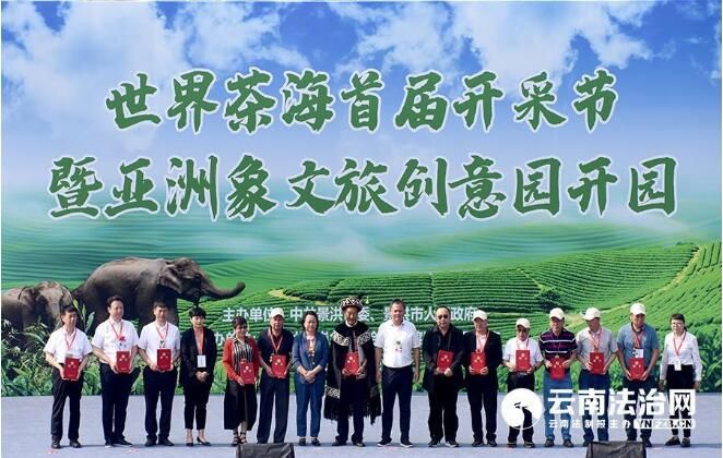 有关于“世界最大大叶种名山名茶科普园”世界纪录认证落户景洪市大渡岗乡的内容