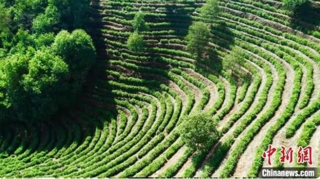 有关于以茶兴业 浙江畲乡千年禅茶承载产业致富“大梦想”的最新消息