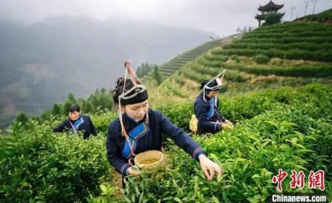 有关于以茶兴业 浙江畲乡千年禅茶承载产业致富“大梦想”的最新消息(1)