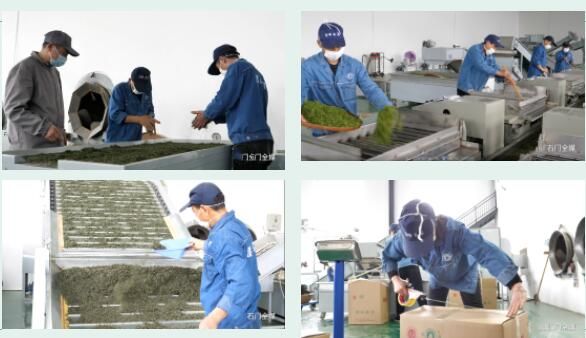 有关于石门县雁池乡 春茶采摘，助力乡村振兴的信息(1)