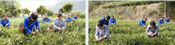 有关于石门县雁池乡 春茶采摘，助力乡村振兴的信息