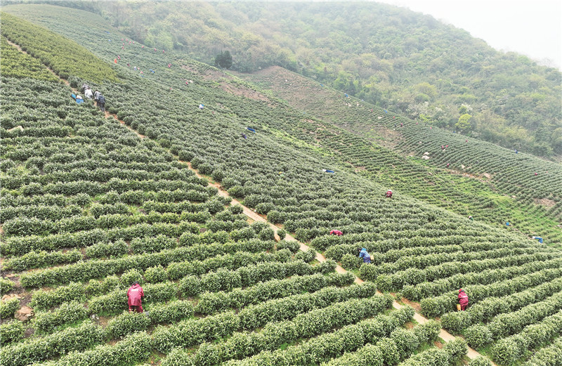 有关于义安： 发展茶叶产业 助力乡村振兴的消息
