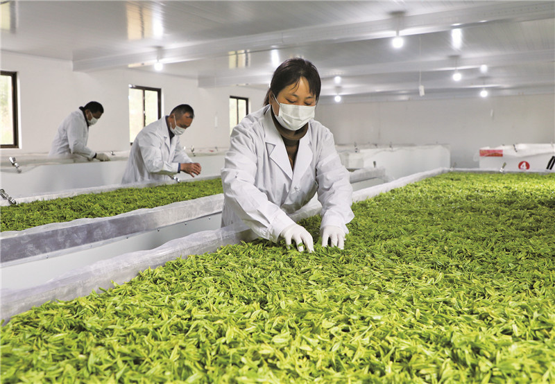 有关于义安： 发展茶叶产业 助力乡村振兴的消息(2)
