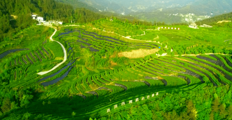 有关于“川茶”已连续两年综合产值超千亿元 推动“两带两区”建设到2030年力争破两千亿元 的信息(1)