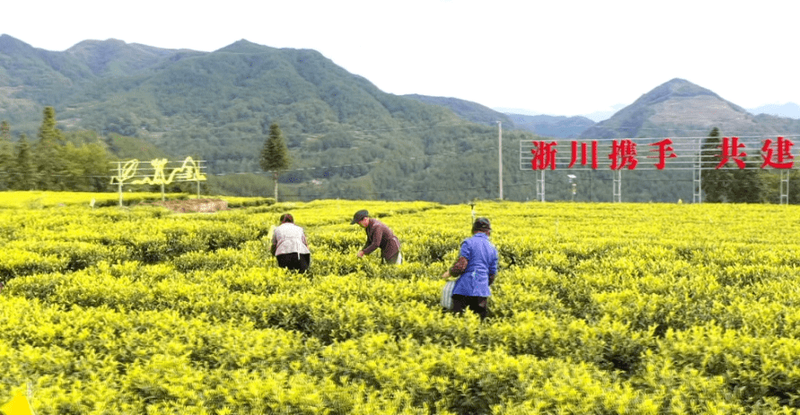 有关于“川茶”已连续两年综合产值超千亿元 推动“两带两区”建设到2030年力争破两千亿元 的信息(3)