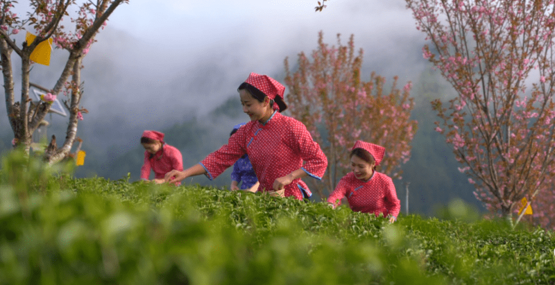 有关于“川茶”已连续两年综合产值超千亿元 推动“两带两区”建设到2030年力争破两千亿元 的信息(2)