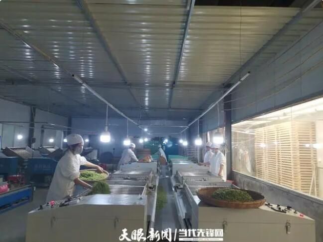 关于黎平县敖市镇：大力发展茶产业 助农增收奔向致富路的相关内容(1)
