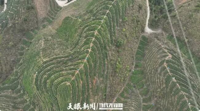 关于黎平县敖市镇：大力发展茶产业 助农增收奔向致富路的相关内容(2)