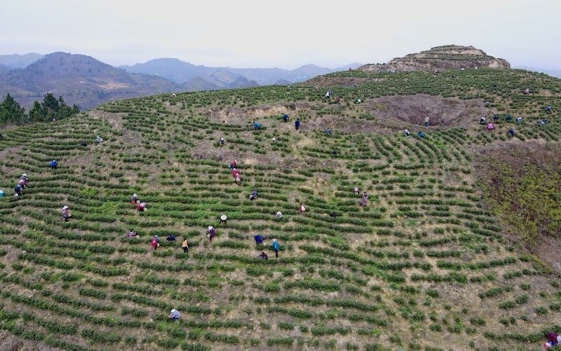 有关于贵州独山：千亩茶山春意浓的新闻