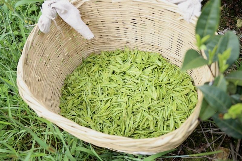 有关于贵州独山：千亩茶山春意浓的新闻(1)