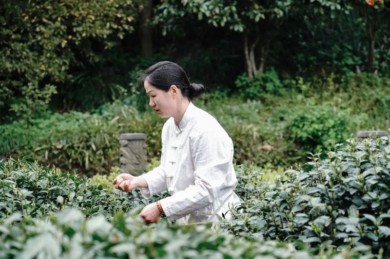 有关于相约西湖 爱上龙井——2023西湖龙井春茶节开幕！的消息(5)