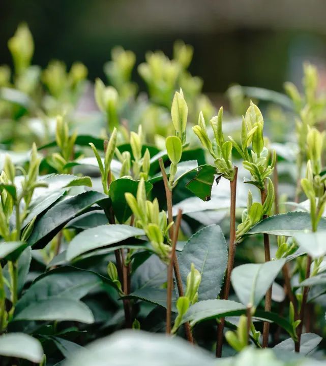 有关于相约西湖 爱上龙井——2023西湖龙井春茶节开幕！的消息(4)