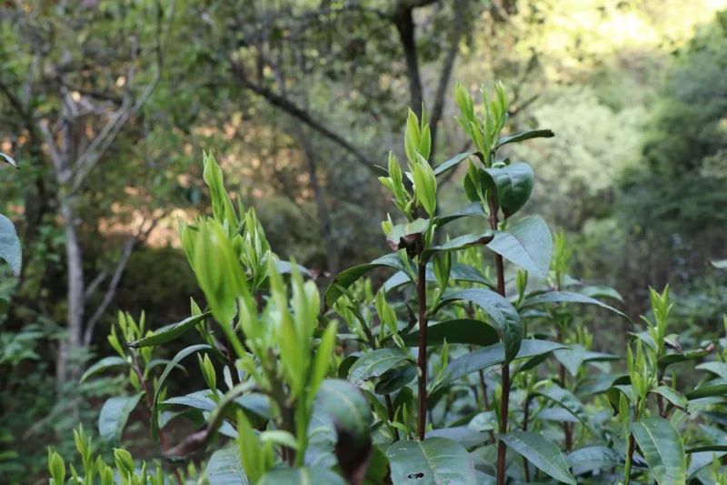 有关于江村乡古茶采摘正当时 和风带露香气浓的相关内容(1)