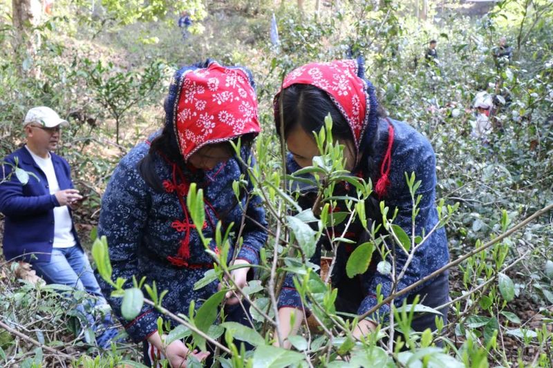 有关于江村乡古茶采摘正当时 和风带露香气浓的相关内容