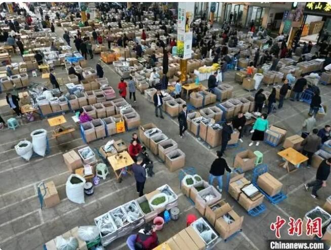 有关于四川名山：世界茶都茶叶交易市场交易火爆的最新消息(2)