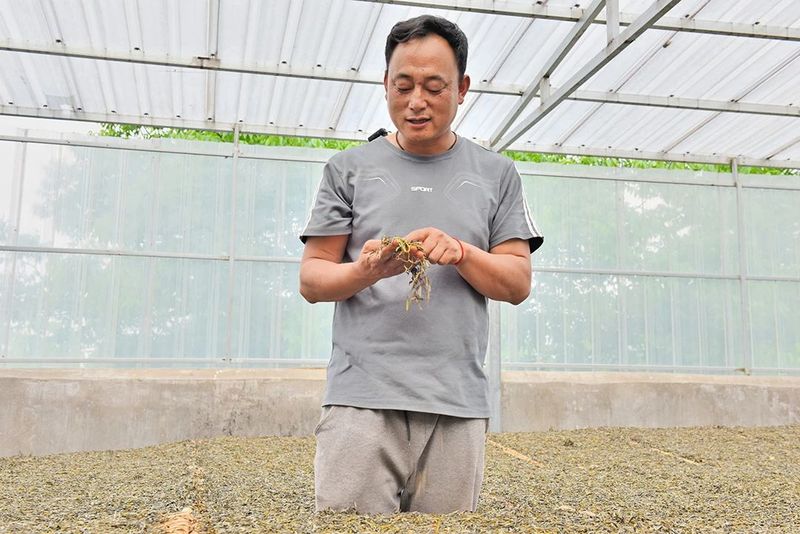 有关于昌宁 春到明华茶吐绿 大茶小茶“样样好”的内容(13)