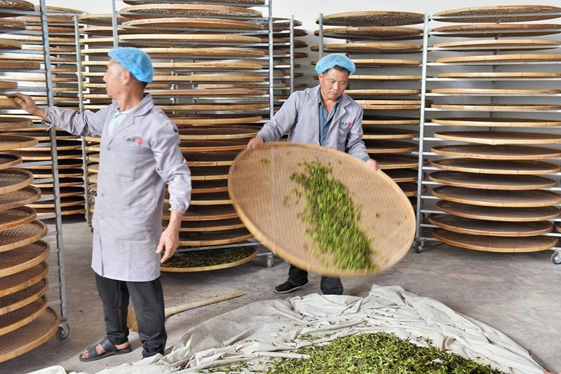 有关于昌宁 春到明华茶吐绿 大茶小茶“样样好”的内容(10)