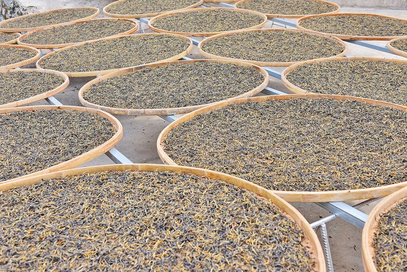 有关于昌宁 春到明华茶吐绿 大茶小茶“样样好”的内容(11)