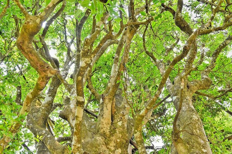 有关于昌宁 春到明华茶吐绿 大茶小茶“样样好”的内容(5)