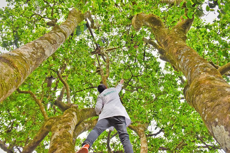 有关于昌宁 春到明华茶吐绿 大茶小茶“样样好”的内容