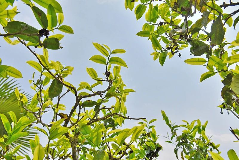 有关于昌宁 春到明华茶吐绿 大茶小茶“样样好”的内容(7)