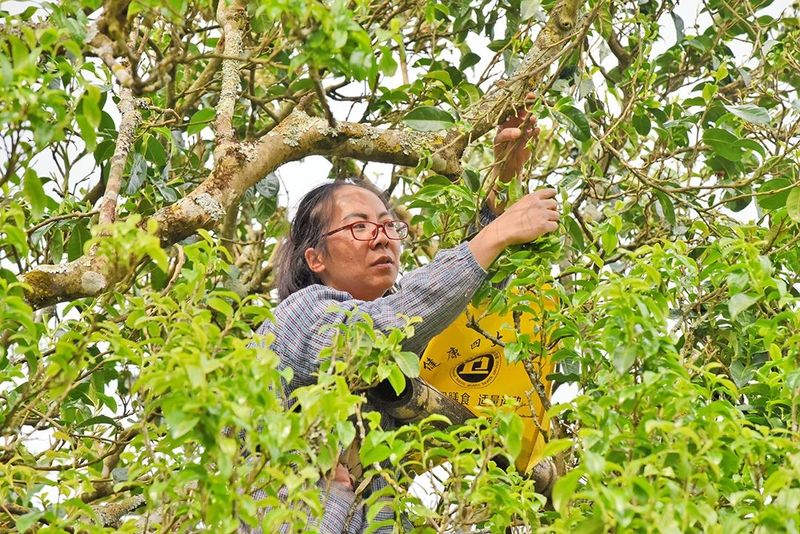 有关于昌宁 春到明华茶吐绿 大茶小茶“样样好”的内容(3)