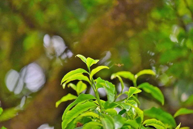 有关于昌宁 春到明华茶吐绿 大茶小茶“样样好”的内容(2)