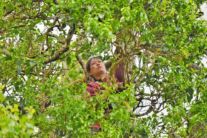 有关于昌宁 春到明华茶吐绿 大茶小茶“样样好”的内容(1)