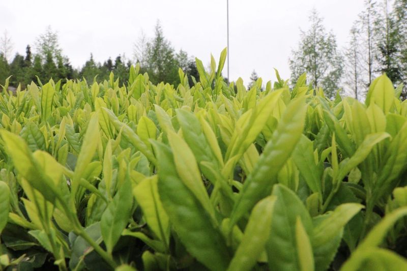 关于江西浮梁春茶全面开采，预计年产量达1.45万吨的信息(1)