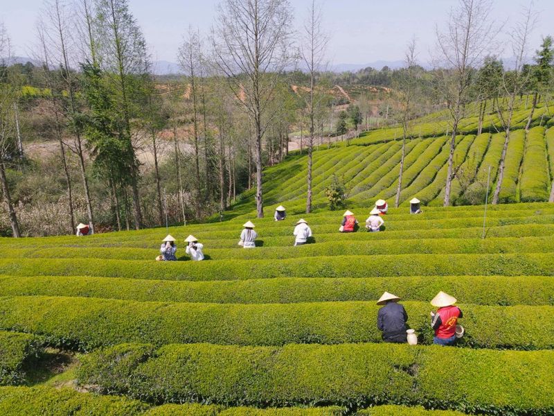 关于江西浮梁春茶全面开采，预计年产量达1.45万吨的信息