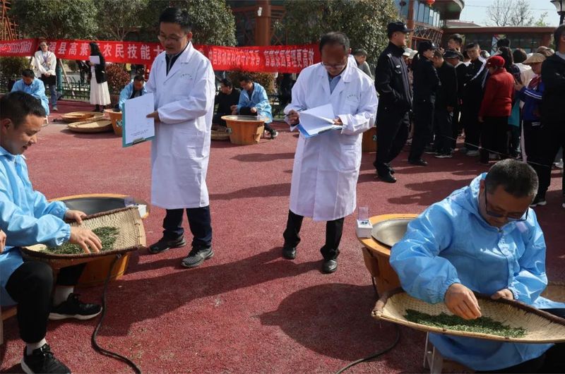 关于汉中宁强：2024年第三届“汉中仙毫”手工制茶技能大赛正式启动的最新消息(1)